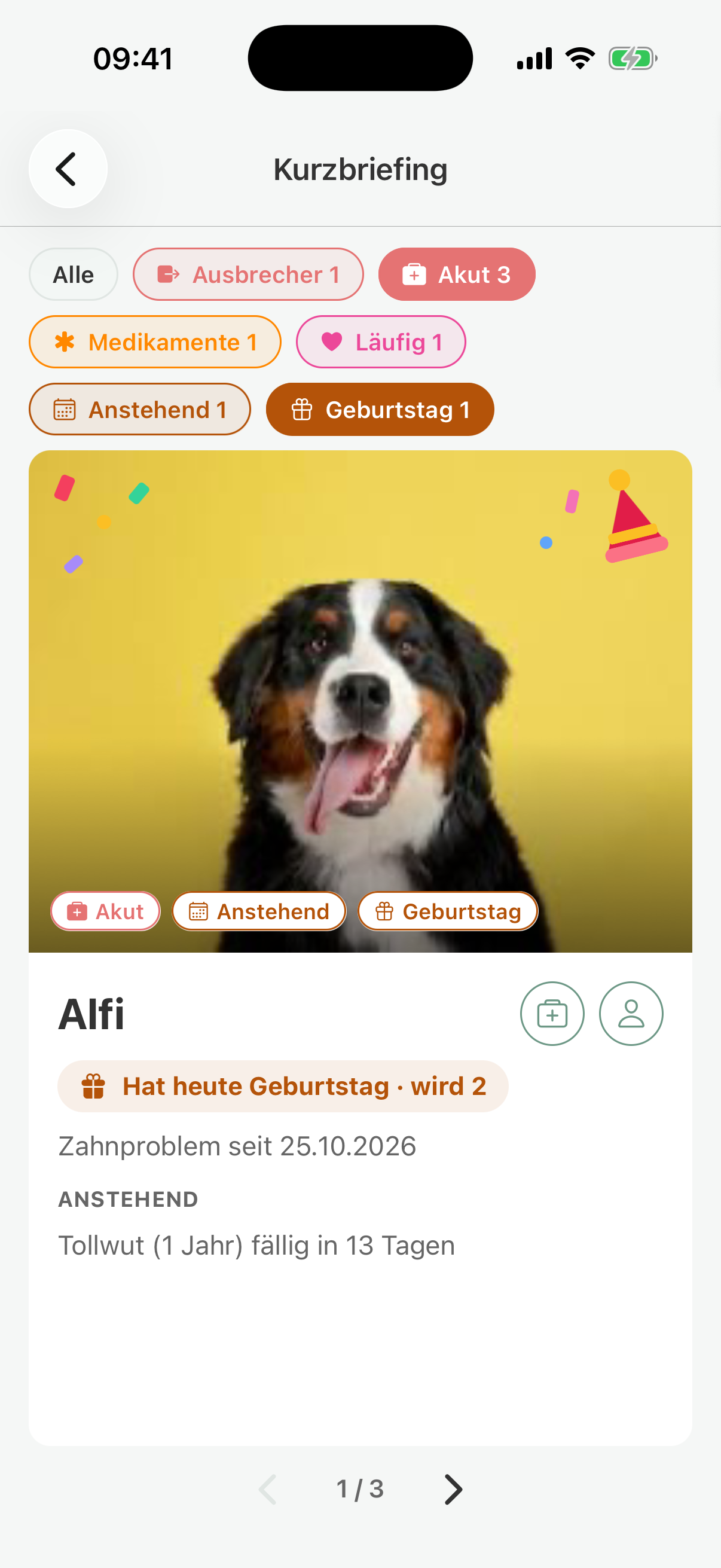 Short briefing in pawganizer: Alfi with a birthday, a dental problem, and a vaccination that is due